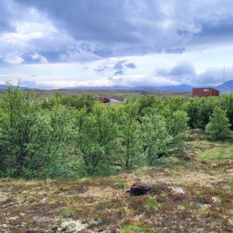 hundagardurinn-stellulundur-13.jpg