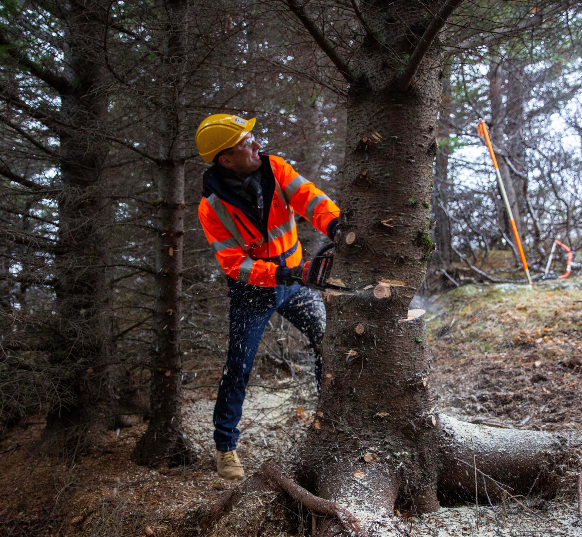 Bæjarstjóri felldi jólatré í Sauraskógi