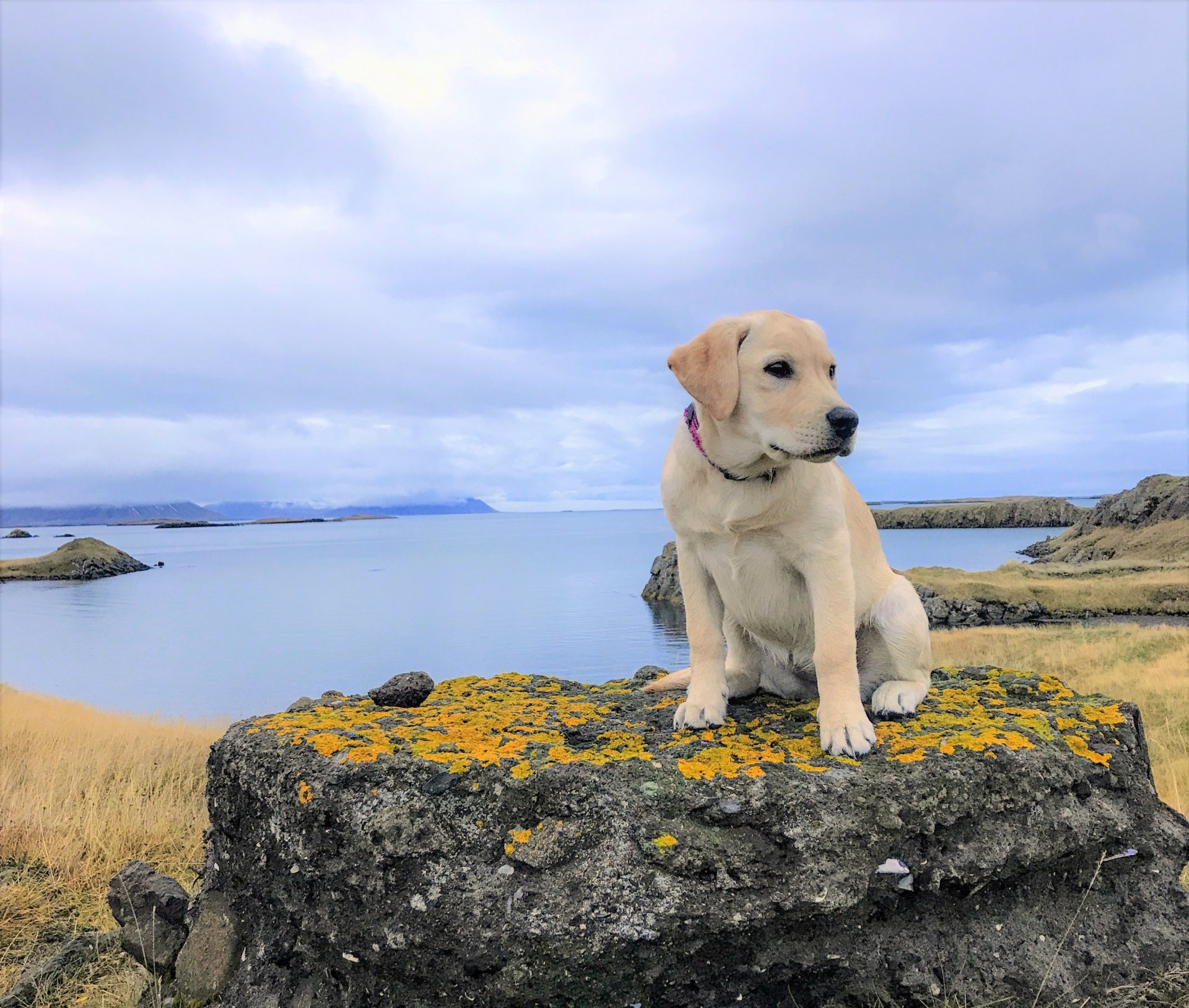 Hundahreinsun í Stykkishólmi