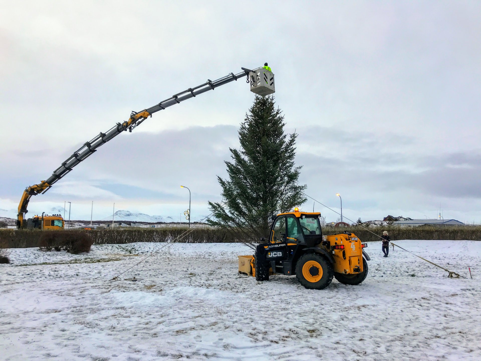 Íbúar velja jólatré í Hólmgarðinn