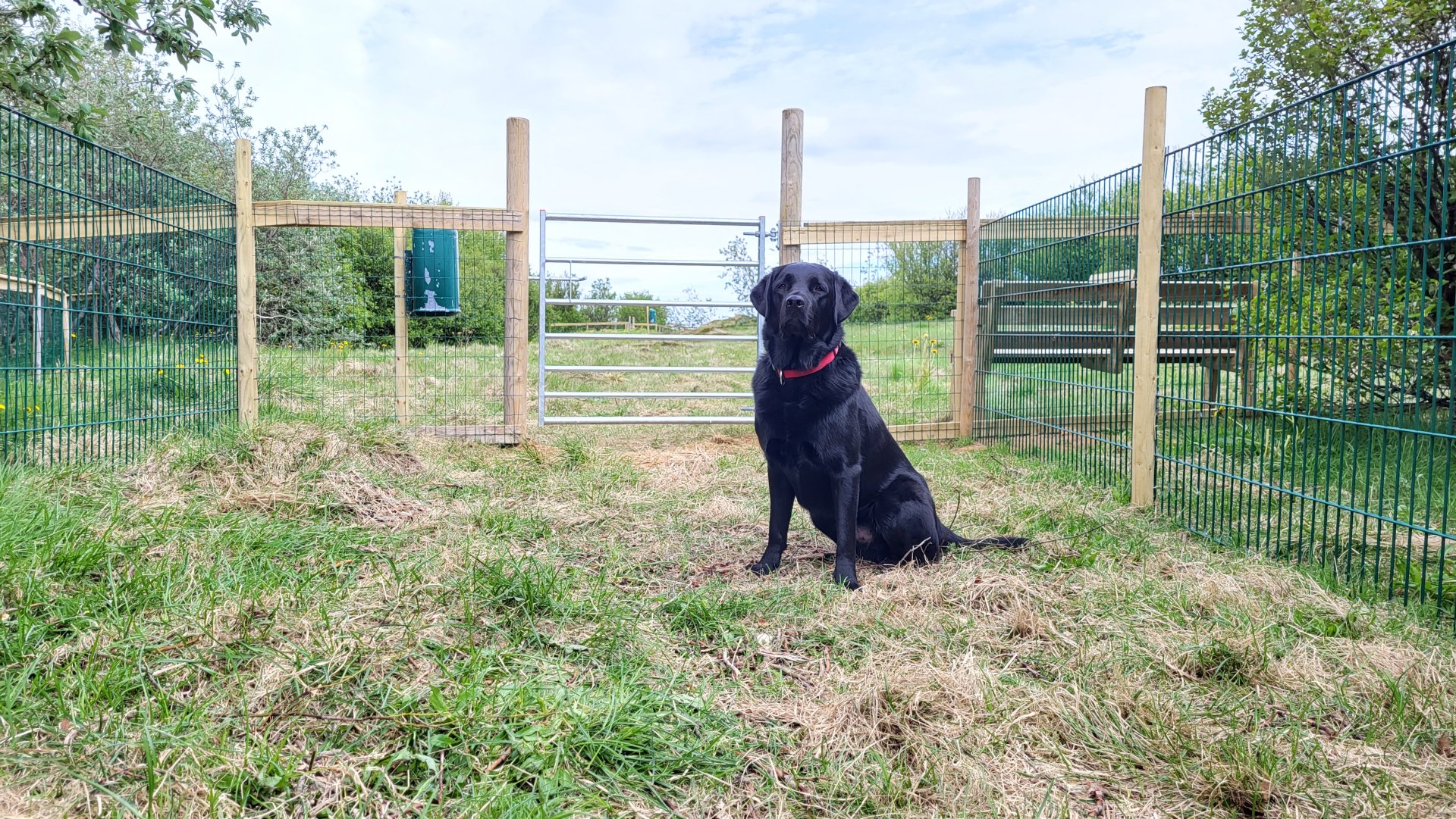 Hundahreinsun í Stykkishólmi