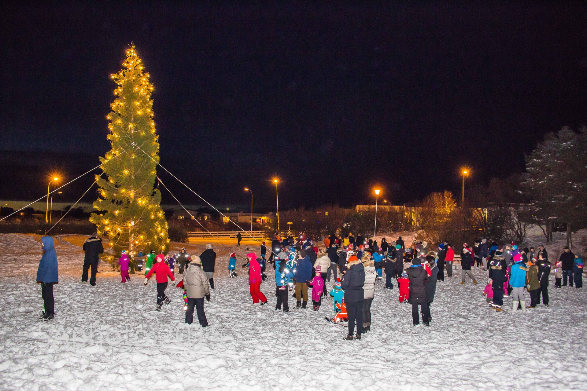 Íbúar velja jólatréð í ár