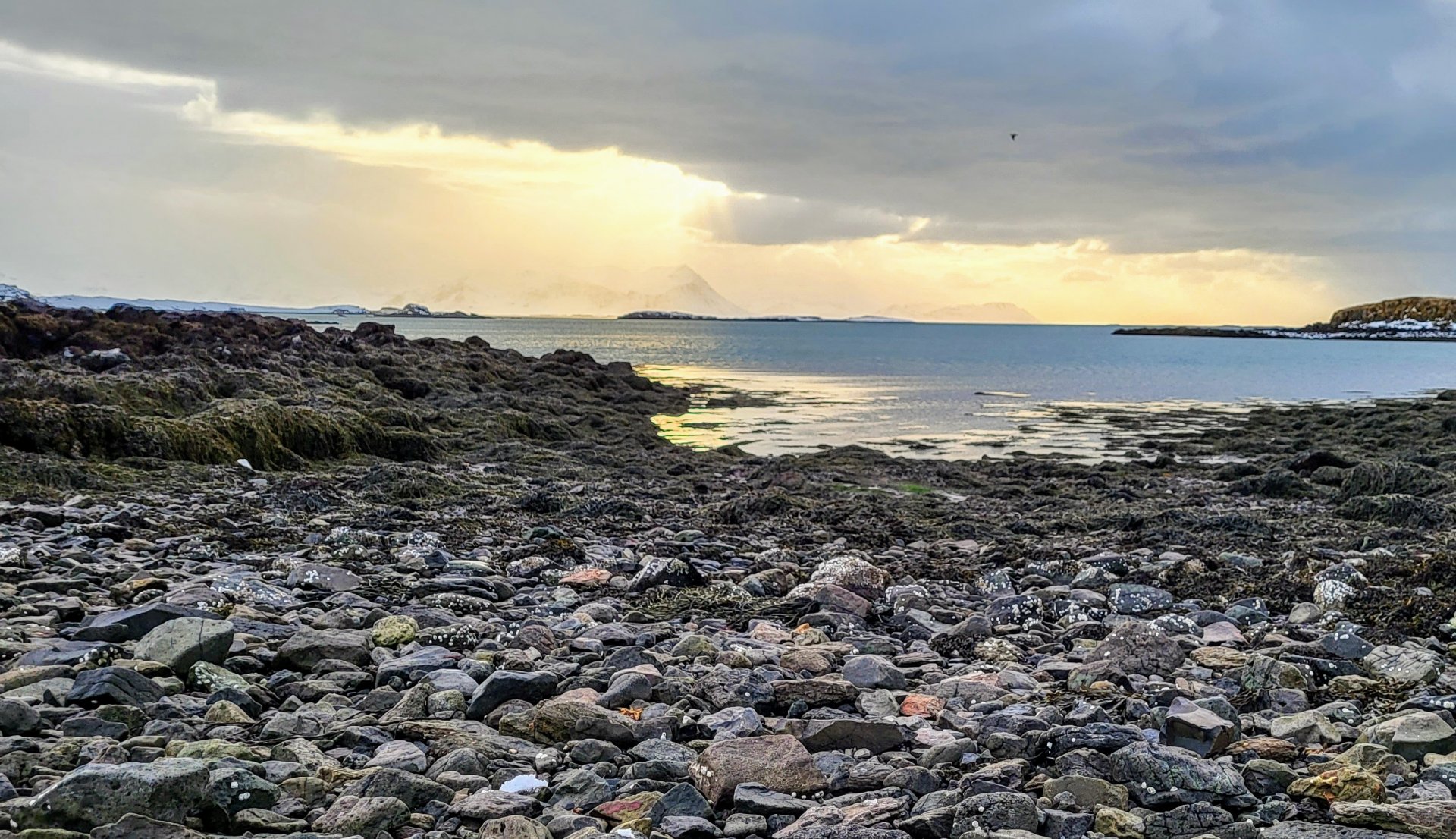 Skoða möguleika áframeldi steinbíts í nágrenni Stykkishólms í samstarfi við Matís