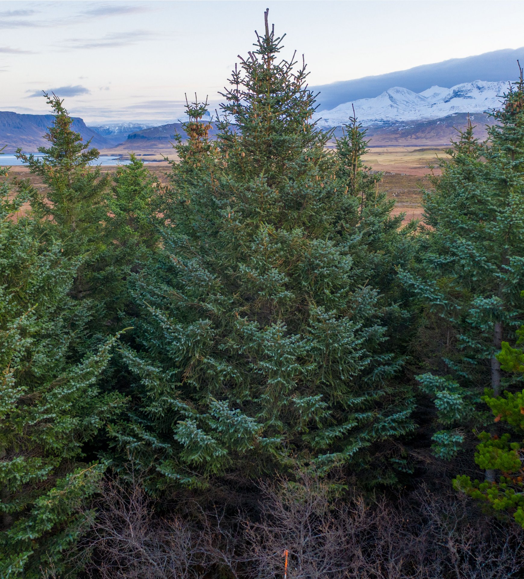 Greni var það heillin