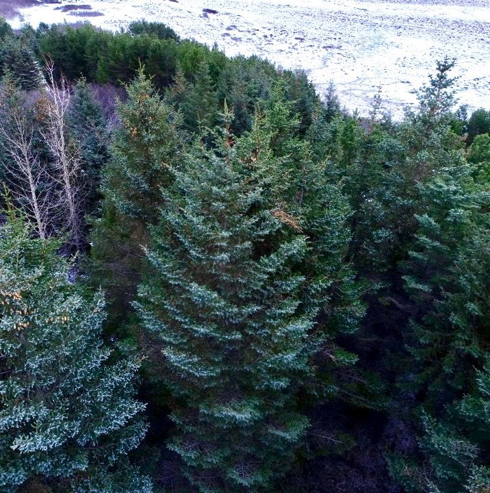 Grenitré verður sett upp í Hólmgarði