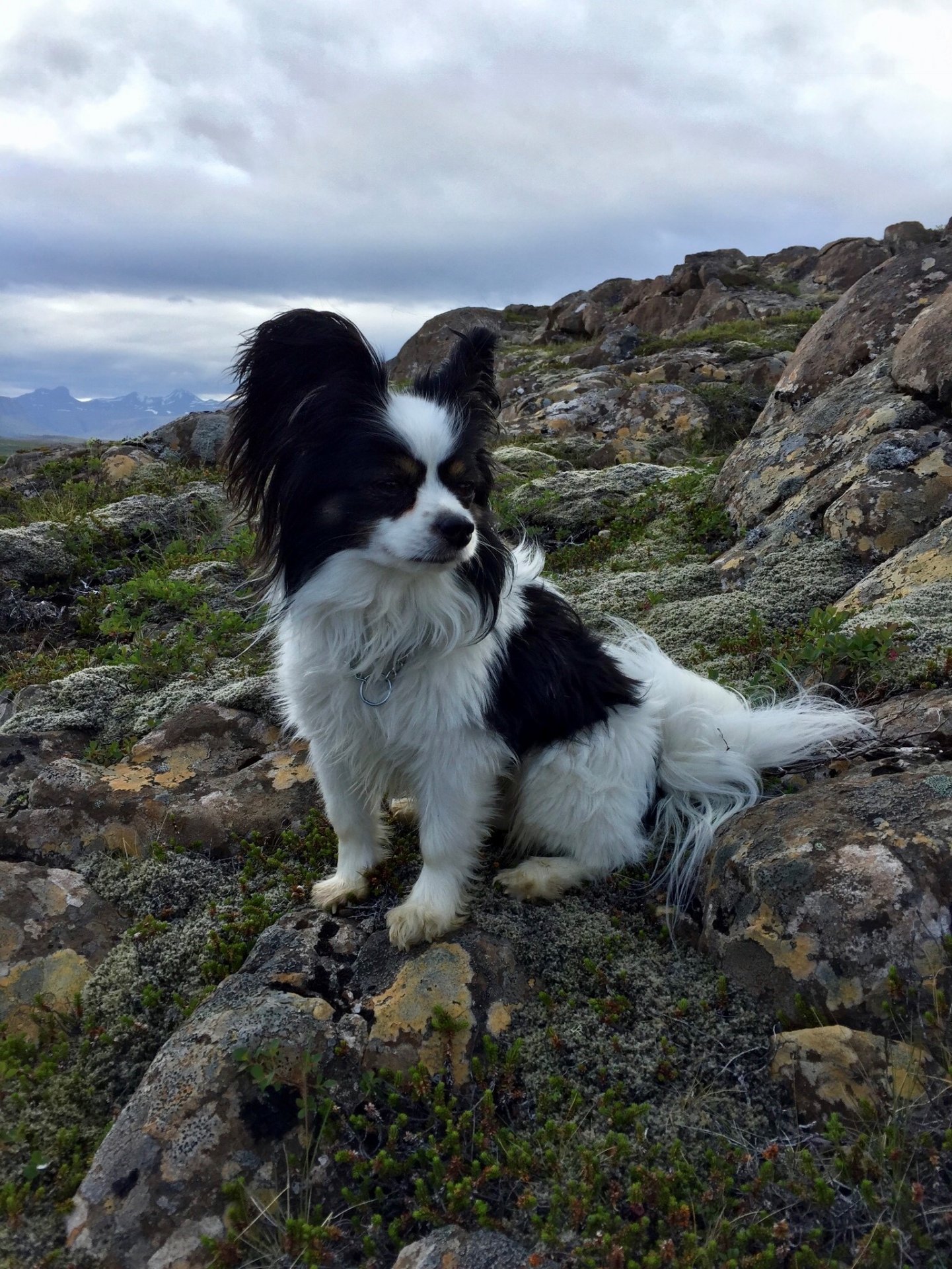 Hundahreinsun í Stykkishólmi