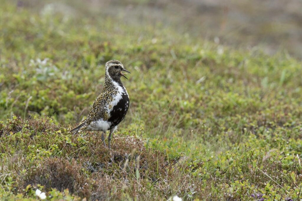 Lóa - nýsköpunarstyrkir fyrir landsbyggðina
