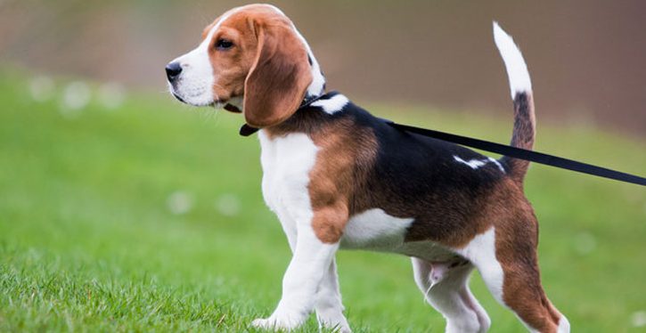 Hundaeigendur athugið