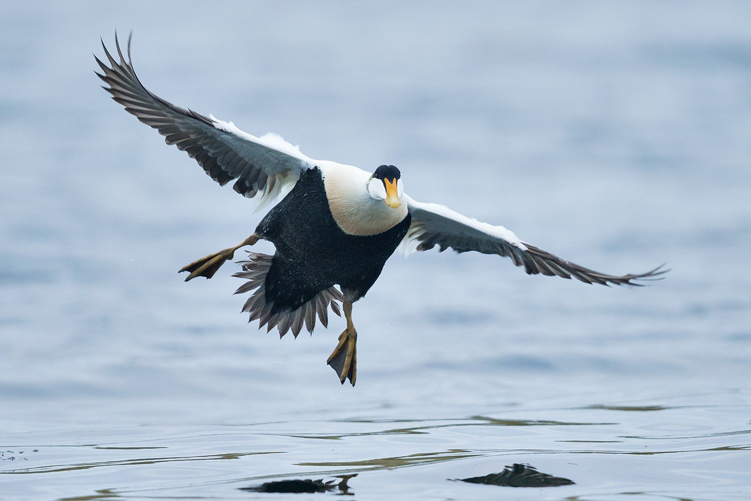 Æðarbliki kemur inn til lendingar í Landeyjarsundi