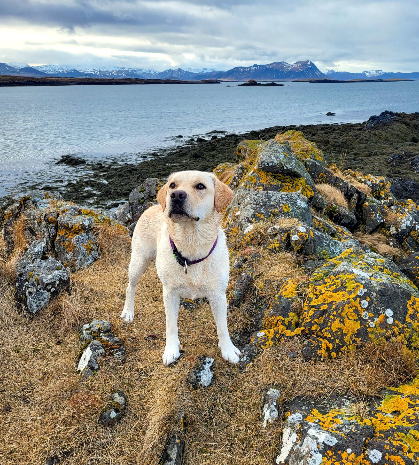 Hundahreinsun í Stykkishólmi