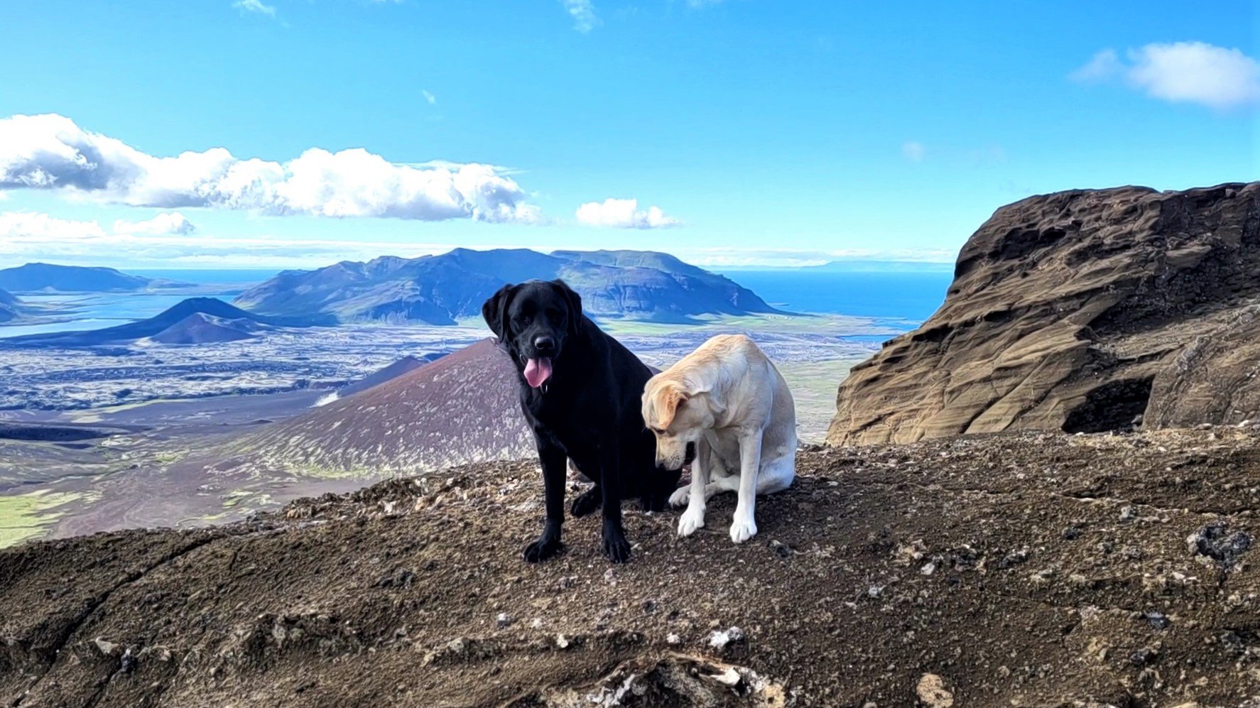 Lausir hundar á Kerlingarfjalli, fjarri íbúabyggð.