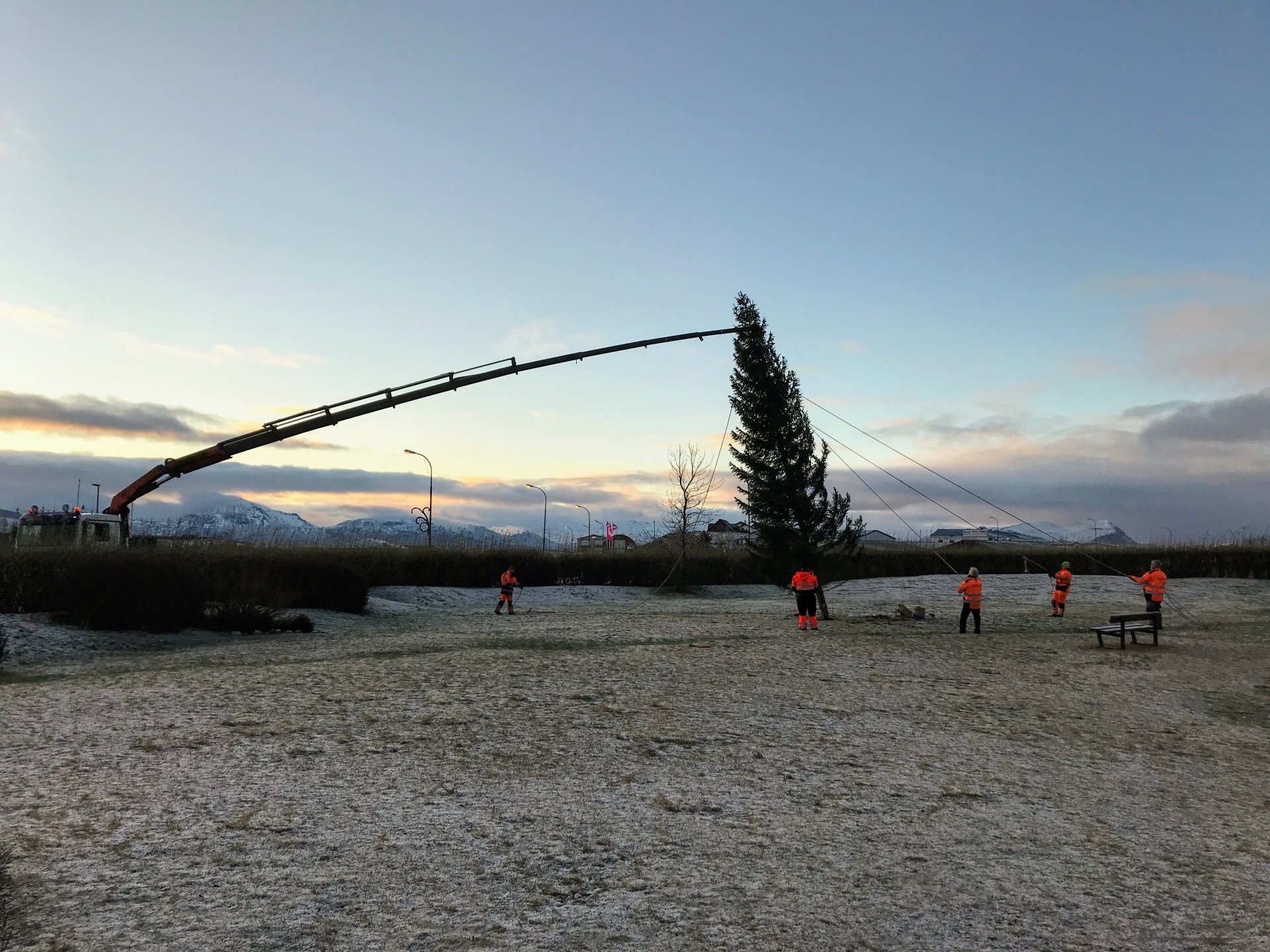 Bergur Hjaltalín dregur upp síðasta tréð frá Drammen með lítillegri aðstoð. Árið 2019.