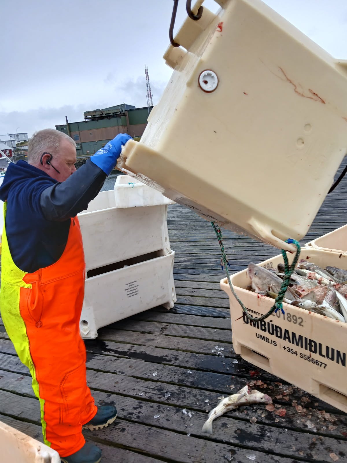 Jón Ingi landar þeim gula