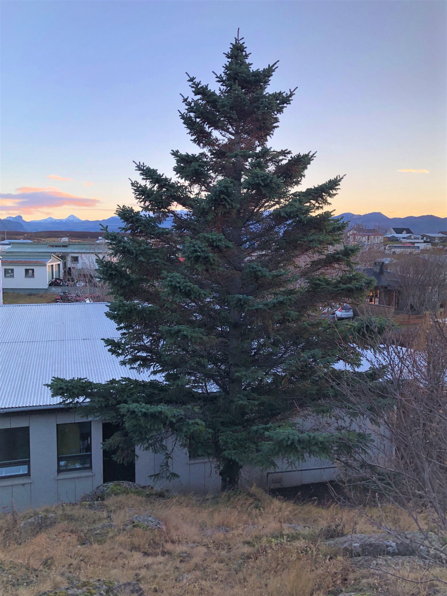 Meirihluti íbúa vill grenitré í Hólmgarðinn.