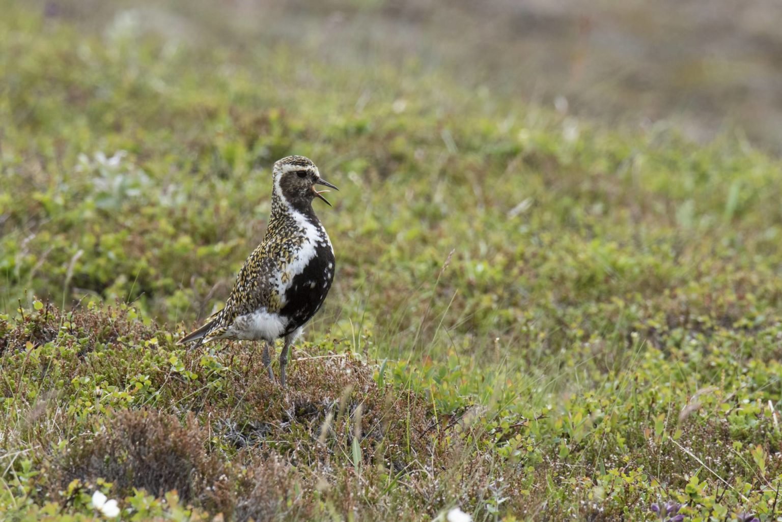 Lóan, vorboðinn ljúfi