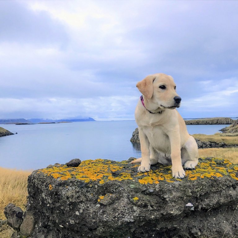 Hundahreinsun í Stykkishólmi