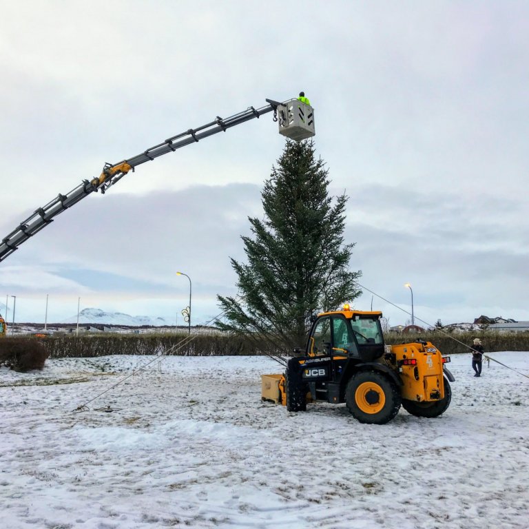 Íbúar velja jólatré í Hólmgarðinn