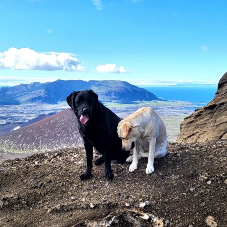 Tveir Hólmarar í lausagöngu fjarri íbúabyggð.