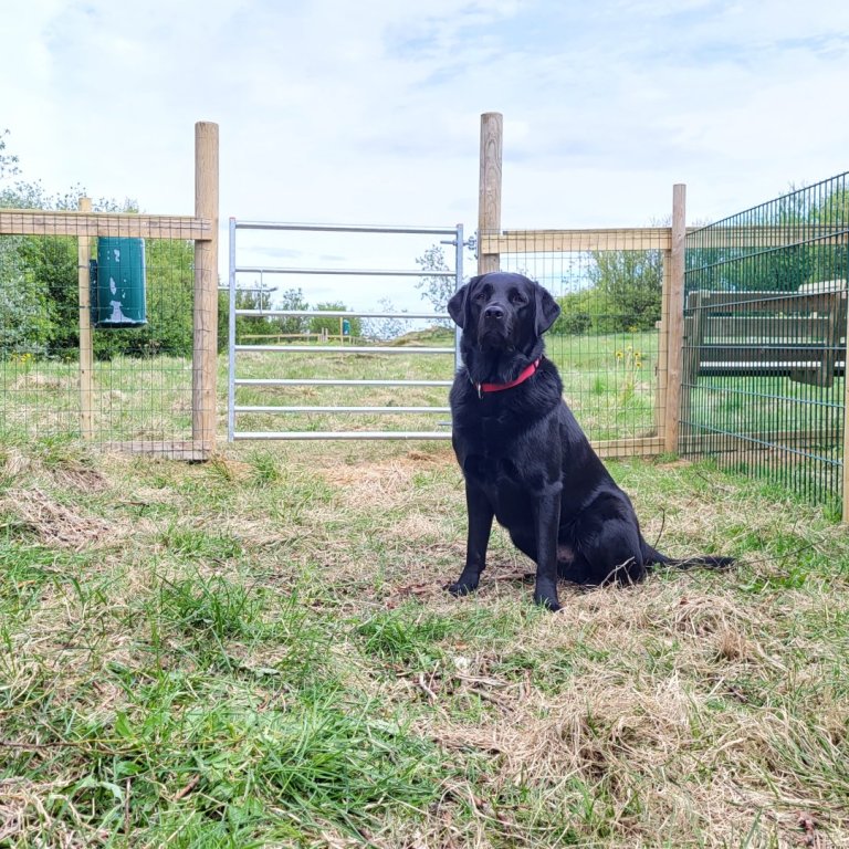 Hundahreinsun í Stykkishólmi
