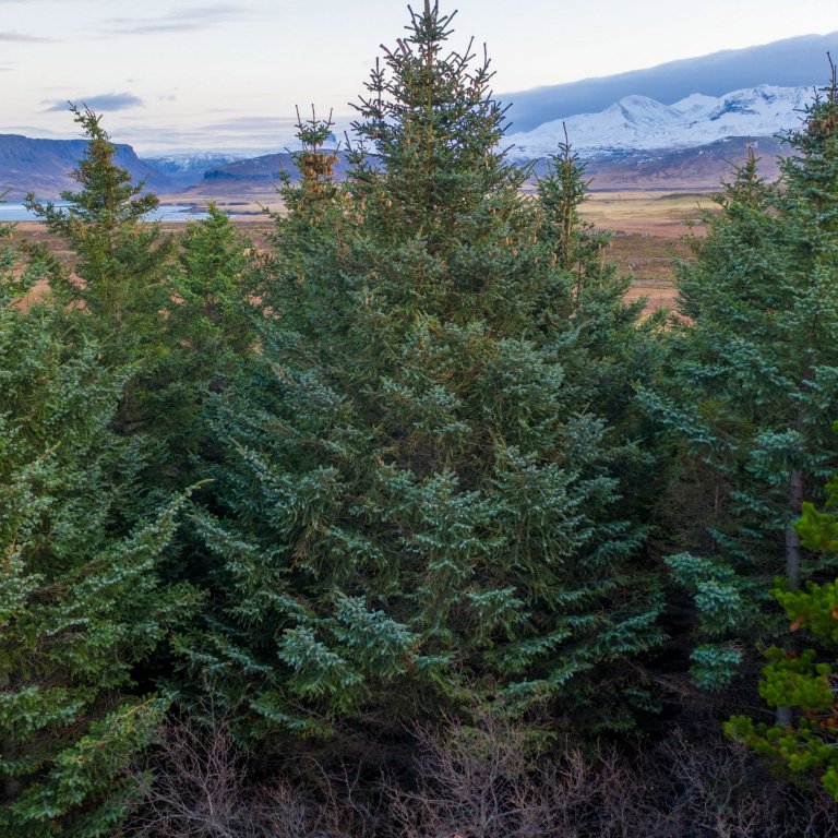 Greni var það heillin
