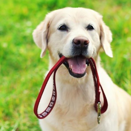 Hundaeigendur athugið