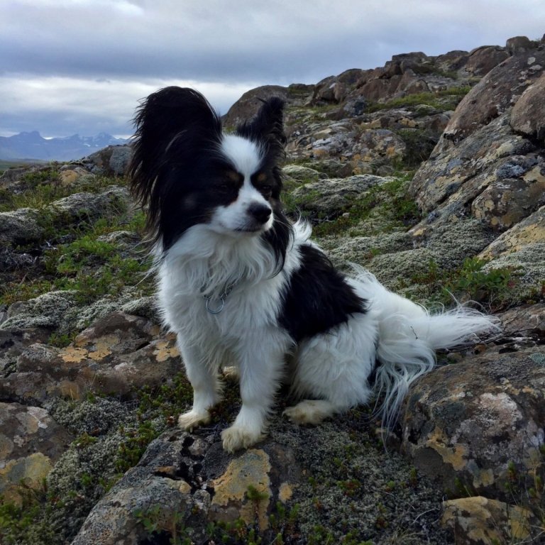 Hundahreinsun í Stykkishólmi