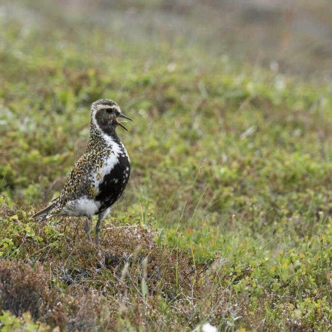 Lóa - nýsköpunarstyrkir fyrir landsbyggðina