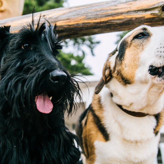 Hundaeigendur athugið