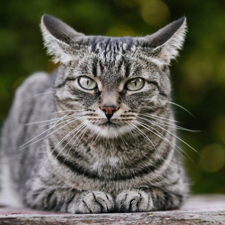 Kynning á samþykkt um kattahald og gæludýrahald annað en hundahald í Stykkishólmi