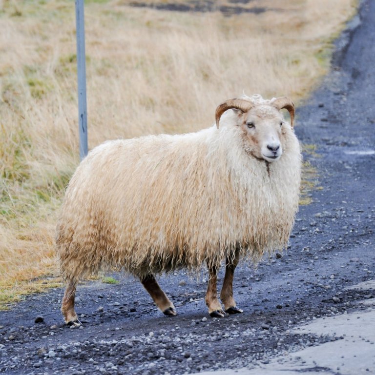 Réttað í Arnarhólsrétt