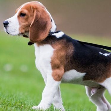 Hundaeigendur athugið