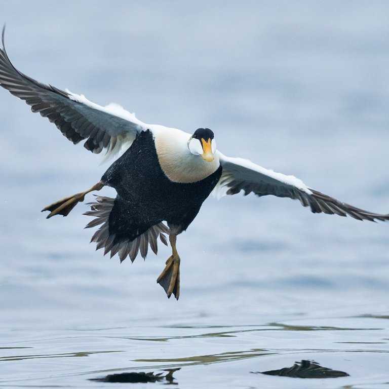 Æðarbliki kemur inn til lendingar í Landeyjarsundi