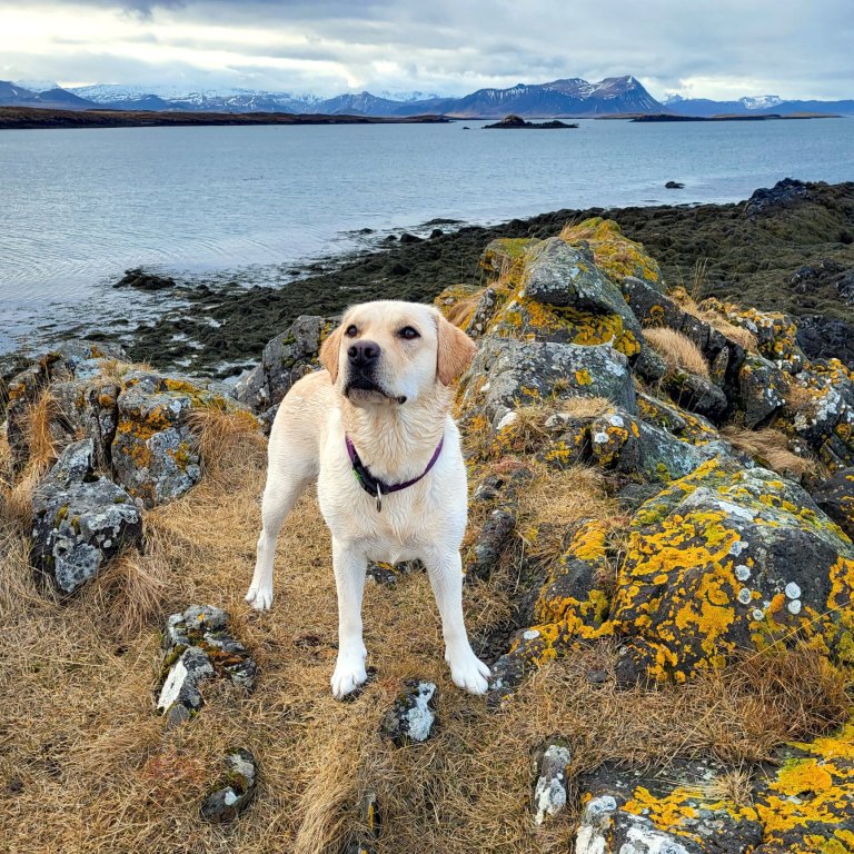 Hundahreinsun í Stykkishólmi