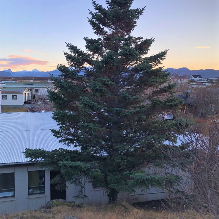 Meirihluti íbúa vill grenitré í Hólmgarðinn.