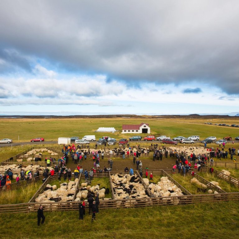 Réttir í Arnarhólsrétt