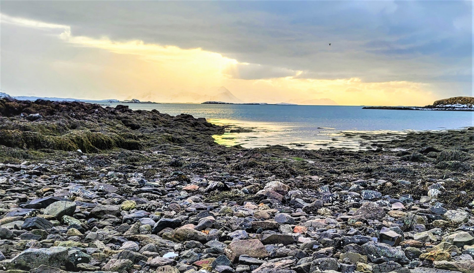Áætlað er að 20 störf skapist við öflun- og fullvinnslu á  sjávarþörungum.
