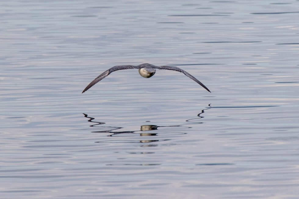 Mynd: Tómas Freyr Kristjánsson